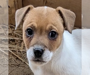 Jack Russell Terrier Puppy for sale in APPLE GROVE, WV, USA