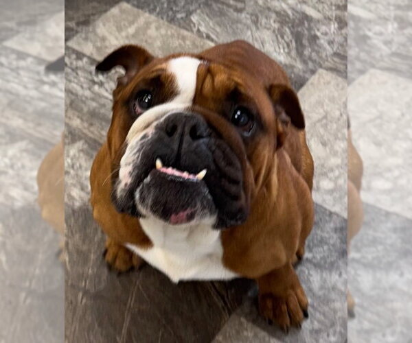 Medium Photo #2 Bulldog Puppy For Sale in Great Bend, KS, USA