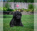 Small #1 YorkiePoo