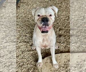 Boxer Dogs for adoption in Austin, TX, USA
