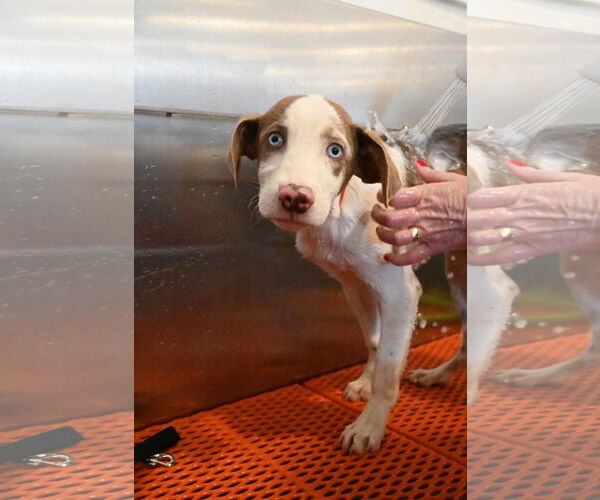 Medium Photo #7 Australian Shepherd Puppy For Sale in Wakefield, RI, USA