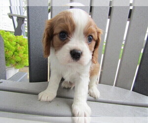 Cavalier King Charles Spaniel Puppy for sale in MUNCIE, IN, USA