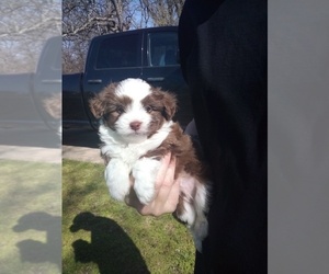 Aussiedoodle Miniature Puppy for sale in CLAREMORE, OK, USA