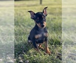 Small Photo #2 Miniature Pinscher Puppy For Sale in CANOGA, NY, USA