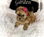 Small #5 Shih Tzu