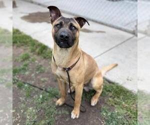 Mutt Dogs for adoption in Modesto, CA, USA