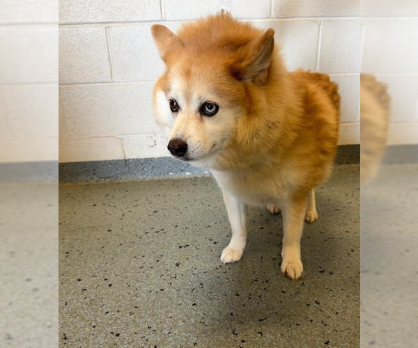 Medium Photo #3 Pomsky Puppy For Sale in Wheaton, IL, USA