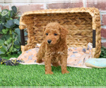 Small #3 Poodle (Miniature)
