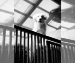 Small #3 Great Pyrenees