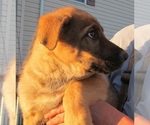 Puppy Tonka German Shepherd Dog