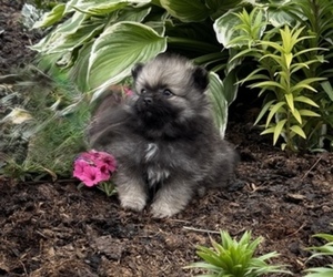 Pomeranian Puppy for sale in LUBLIN, WI, USA