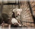 Small #12 American Bully