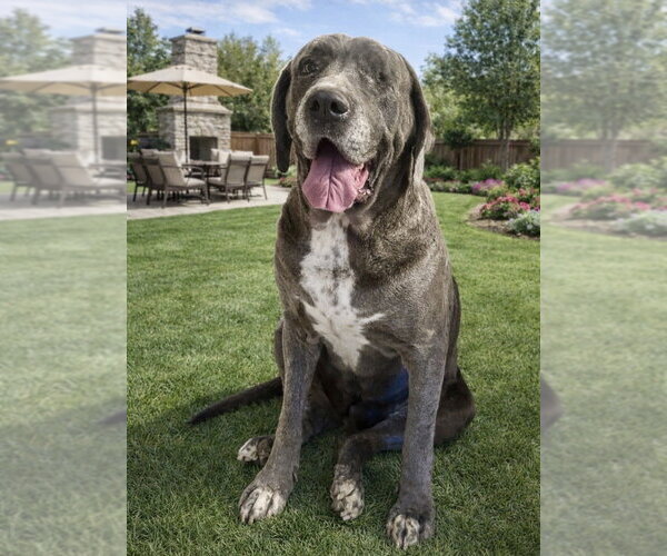 Medium Photo #8 Mutt Puppy For Sale in San Diego, CA, USA