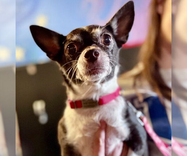 Medium Photo #2 Chihuahua-Unknown Mix Puppy For Sale in Canton, CT, USA