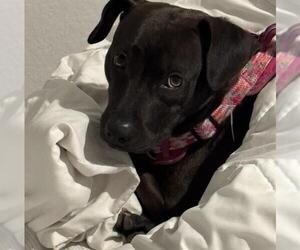 American Staffordshire Terrier Dogs for adoption in San Antonio, TX, USA