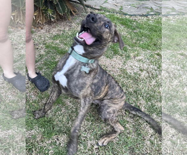 Medium Photo #2 Plott Hound Puppy For Sale in Rosenberg, TX, USA
