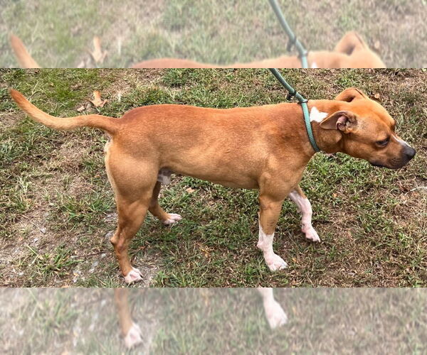 Medium Photo #2 American Pit Bull Terrier Puppy For Sale in Tarboro, NC, USA