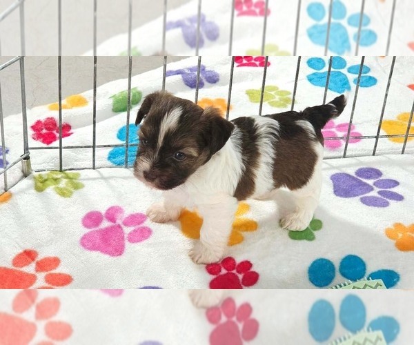 Medium Photo #5 Havashire Puppy For Sale in ORO VALLEY, AZ, USA