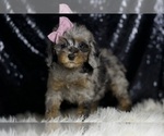 Small #2 Poodle (Miniature)
