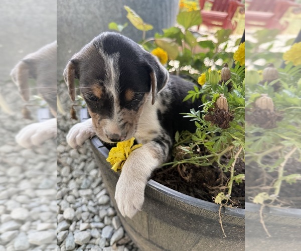 Medium Photo #7 Border-Aussie Puppy For Sale in MOUNT PLEASANT, IA, USA