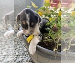 Small #6 Border-Aussie