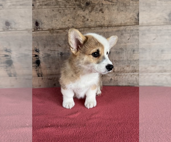 Medium Photo #6 Pembroke Welsh Corgi Puppy For Sale in VERMONTVILLE, MI, USA