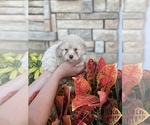 Small Photo #2 ShihPoo Puppy For Sale in TAMPA, FL, USA