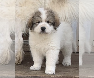 Great Pyrenees Puppy for Sale in PARTLOW, Virginia USA