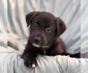 Chess Pup - Checkmate - Male Mutt Dog for Adoption - Photo #2