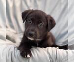Small Photo #2 Mutt Puppy For Sale in San Diego, CA, USA