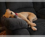 Small Photo #8 Black Mouth Cur-Labrador Retriever Mix Puppy For Sale in Rockaway, NJ, USA