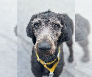 Labradoodle Dogs for adoption in GILBERTS, IL, USA