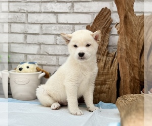 Shiba Inu Puppy for sale in CHICAGO, IL, USA