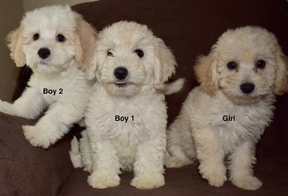 Goldendoodle (Miniature) Puppy for sale in PLANO, TX, USA