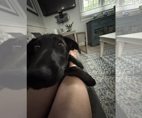 Medium Photo #13 Labrador Retriever-Unknown Mix Puppy For Sale in Wakefield, RI, USA