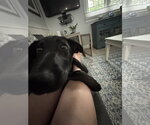 Small #12 Labrador Retriever Mix