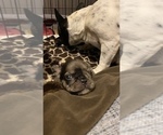 Small Photo #188 French Bulldog Puppy For Sale in CERES, CA, USA
