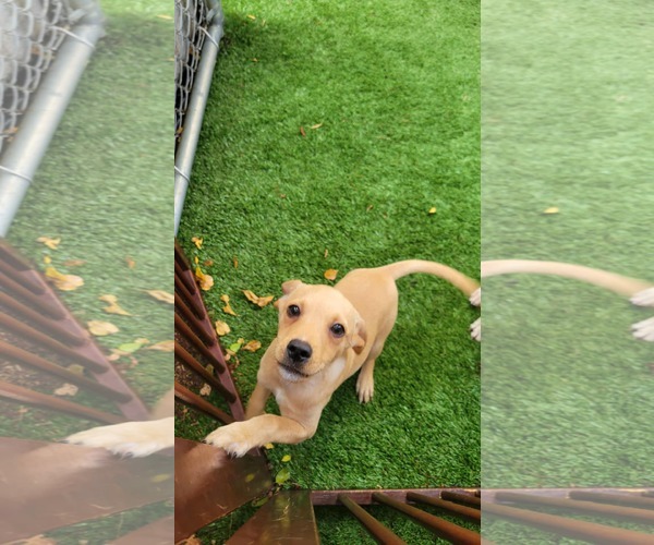 Medium Photo #2 Labrador Retriever-Unknown Mix Puppy For Sale in Pompano Beach , FL, USA