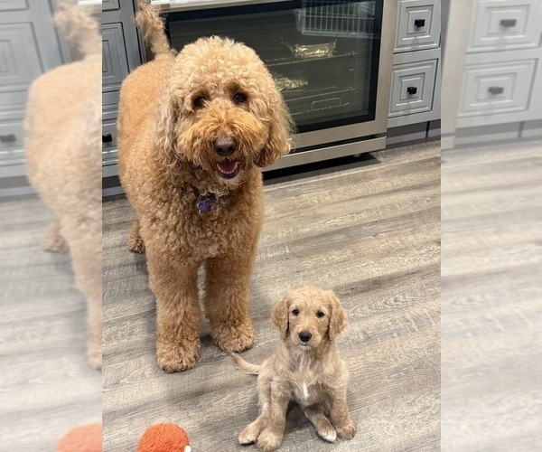 Medium Photo #4 Goldendoodle Puppy For Sale in OAKLAND, CA, USA