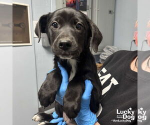 Labrador Retriever-Unknown Mix Dogs for adoption in Washington, DC, USA