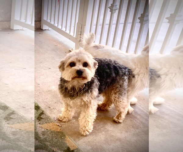 Medium Photo #2 Shih Tzu-Unknown Mix Puppy For Sale in Santa Clarita, CA, USA