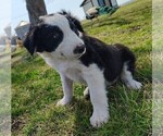 Small #2 Border Collie