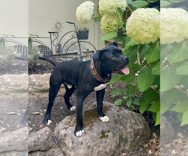 Medium Photo #2 American Staffordshire Terrier Puppy For Sale in Berkeley, CA, USA