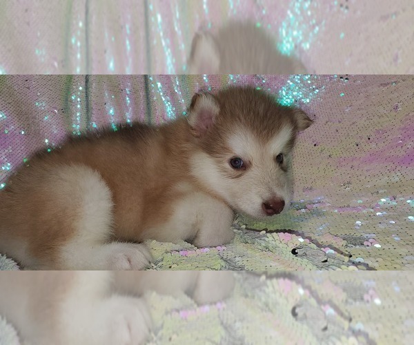 Medium Photo #27 Alaskan Malamute Puppy For Sale in ERIAL, NJ, USA