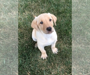 Labrador Retriever Puppy for sale in SACRED HEART, MN, USA
