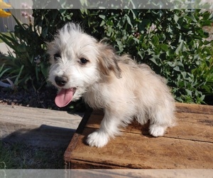 Bichon Frise-Miniature Australian Shepherd Mix Puppy for sale in CANON CITY, CO, USA