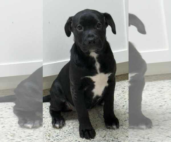 Medium Photo #1 Mutt Puppy For Sale in Mechanicsburg, PA, USA