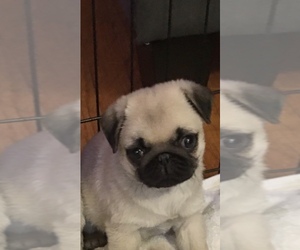 Pug Puppy for sale in LIVONIA, MI, USA