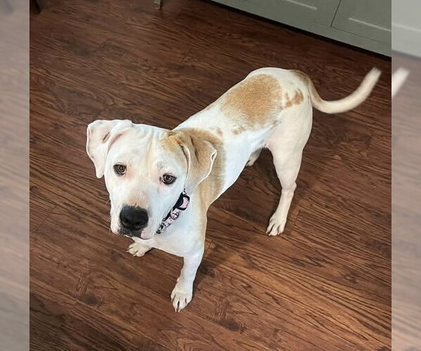 Medium Photo #7 Mutt Puppy For Sale in Germantown, OH, USA