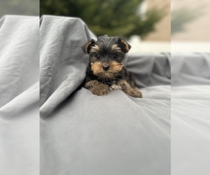 Yorkshire Terrier Puppy for sale in ARLINGTON, VA, USA